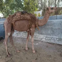 شتر|حیوانات مزرعه|قم, سالاریه|دیوار