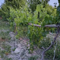 فروش باغچه درعربلوی دره|فروش زمین و ملک کلنگی|نوشین شهر, |دیوار