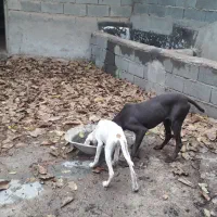 پوینتر انگلیس و المان