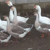 قو غاز و خروس محلی