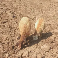 بره سالم به شرط