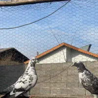 کبوتر|پرنده|رشت, حومه رشت|دیوار