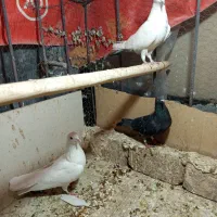 کبوتر حسابی