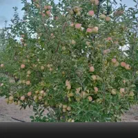 نهال سیب زرد ماتیکی رندرز/کاملآ اقتصادی در مراغه