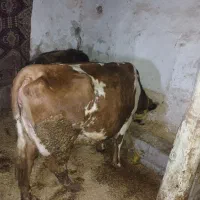 300میلیون|حیوانات مزرعه|سراجو, |دیوار