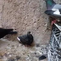 کفتر نرو ماده خوب با جوجه|پرنده|اسلام‌شهر, شهرک سعیدیه|دیوار