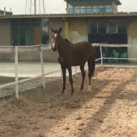 فروش و معاوضه مادیان ترکمن
