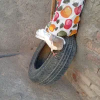 کله ای و زاغ|پرنده|بم, |دیوار