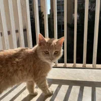 واگذاری رایگان گربه|گربه|شیراز, گلدشت معالیآباد|دیوار