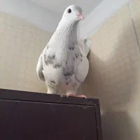 طوقی ماده مست مست اهل|پرنده|ایذه, |دیوار