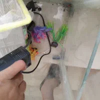 آکواریم مفت|ماهی|گلبهار, شهر جدید گلبهار|دیوار