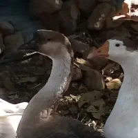 فروش غاز وقوغاز