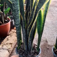 گیاه گندمی اکواریومی|ماهی|قم, خداکرم|دیوار