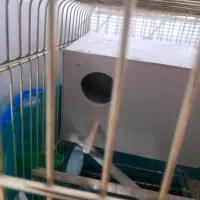 کوتوله بریزیلی نرو ماده|پرنده|قم, شهرک فاطمیه|دیوار