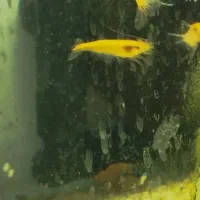 شریمپ . آکواریوم . ماهی .