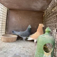 کبوتر پرشی|پرنده|تهران, باغ خزانه|دیوار