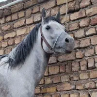 خرید و فروش اسب|اسب و تجهیزات اسب‌سواری|تهران, استاد معین|دیوار