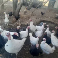 فروشی|پرنده|ماهیدشت, |دیوار