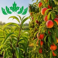 پیش خرید نهال هلو آلبرتا