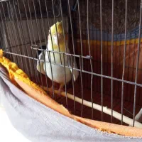 عروس هلندی بالغ نر