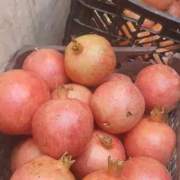 فروش انار درجه یک 7تن