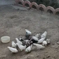 کفتر|پرنده|بستان آباد, |دیوار