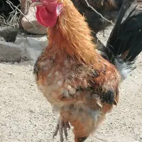 مرغ و خروس و تخم مرغ