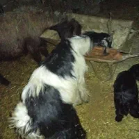 برو بزغاله فروشی|حیوانات مزرعه|دورود, |دیوار