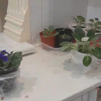 گل طبیعی|گل و گیاه طبیعی|آستارا, |دیوار