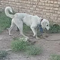 کچوک یک سال پژدر