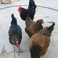 مرغ و خروس