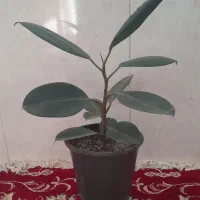 گل فیکوس