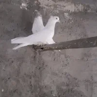 کبوتر|پرنده|بم, |دیوار