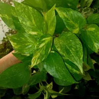 کادو روز زن|گل و گیاه طبیعی|گلبهار, شهر جدید گلبهار|دیوار