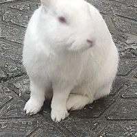 خرگوش