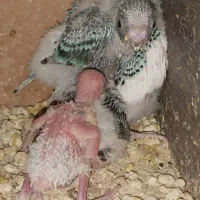 مرغ عشق مولد با ۴تا جوجه