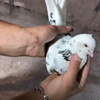 کفتر