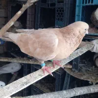 تعدادی کفترپرشی