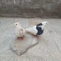 طوقی شهر بابک