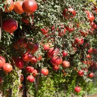 خدمات باغبانی هرس کاری و بیل زنی و کاشت