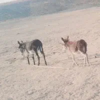 الاغ ماده وکره ماده ۶ماهه