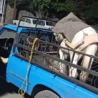 خریدو فروش اسب پالونی و بارکش