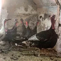 بوقلمون نر و ماده کشتاری مناسب قربانی
