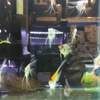 ماهی آنجل و گورامی|ماهی|شیراز, شهرک سراج‎|دیوار