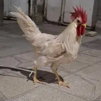 خروس خونگی چاق