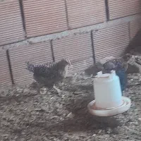 جوجه محلی|حیوانات مزرعه|قائم‌شهر, |دیوار