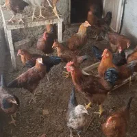 خروس بومی|حیوانات مزرعه|شاهینشهر, گرگاب|دیوار