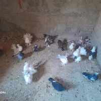 کفتر نقش نژاد دار|پرنده|یزد, |دیوار