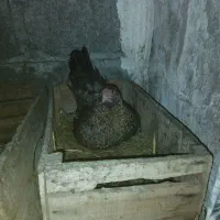 مرغ کرچ دورگه لاری