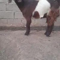 بزغاله ماده دورگه|حیوانات مزرعه|بیستون, |دیوار